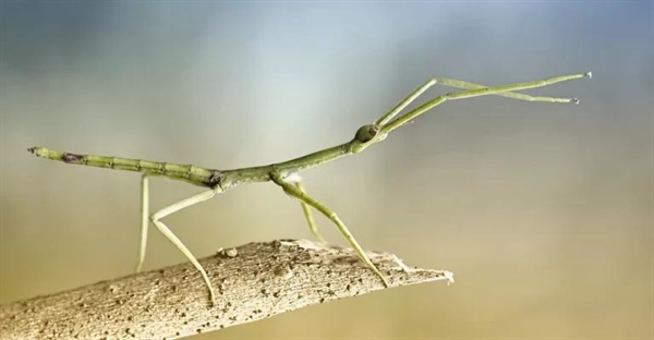 10 حقیقت جالب درباره حشره‌های چوبی