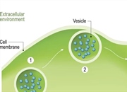 اکسوسیتوز چیست؟ مراحل و نمونه‌ها