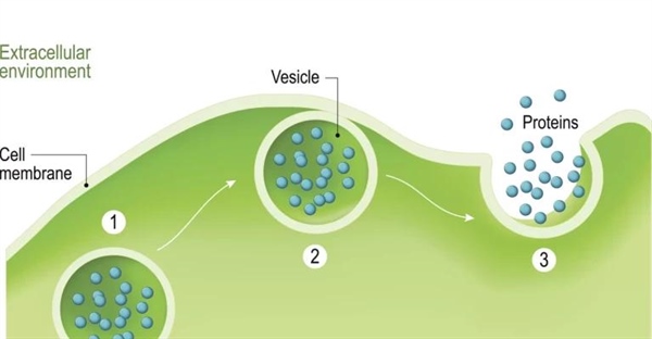اکسوسیتوز چیست؟ مراحل و نمونه‌ها