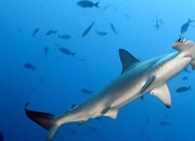 10 نوع کوسه چکشی و ویژگی‌های منحصر به فرد آن‌ها