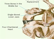 هشت ویژگی اصلی پستانداران