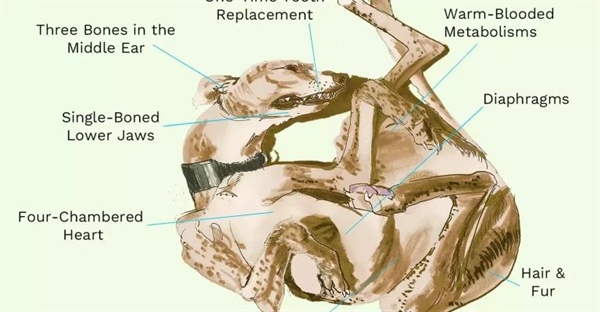 هشت ویژگی اصلی پستانداران
