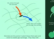 نقش استوماتا یا روزنه‌ها در برگ گیاهان چیست؟