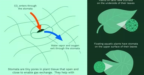 نقش استوماتا یا روزنه‌ها در برگ گیاهان چیست؟