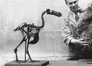 10 حقیقت جذاب درباره پرنده دودو