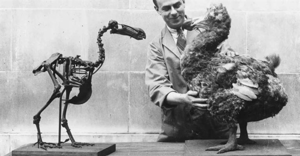 10 حقیقت جذاب درباره پرنده دودو