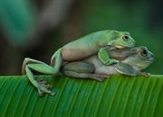 چرخه زندگی یک قورباغه چگونه است؟