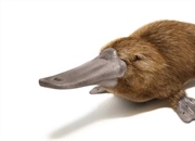 پلاتیپوس چیست؟ + حقایق جالب درباره این پستاندار تخم گذار