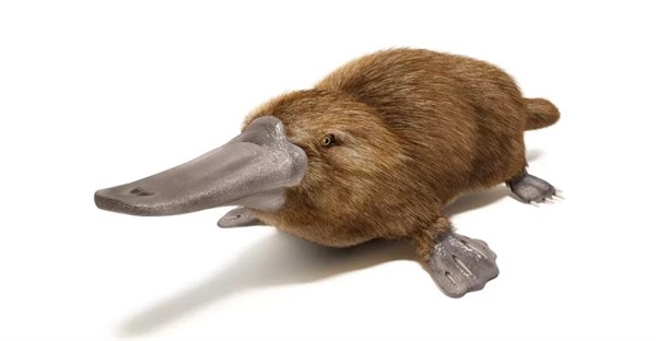 پلاتیپوس چیست؟ + حقایق جالب درباره این پستاندار تخم گذار