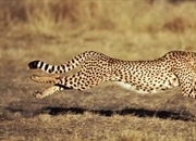 سرعت دویدن یوزپلنگ چقدر است؟