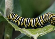 کرم‌ها: ۱۰ حقیقت جالب درباره زندگی و ویژگی‌های این موجودات شگفت‌انگیز