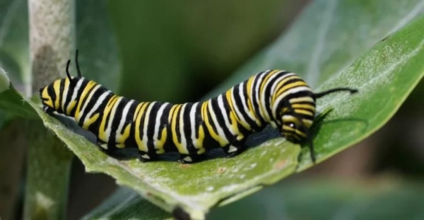 کرم‌ها: ۱۰ حقیقت جالب درباره زندگی و ویژگی‌های این موجودات شگفت‌انگیز