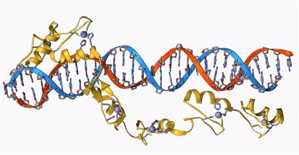 رونویسی DNA به RNA: از آغاز تا خاتمه