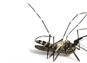 روش های مؤثر برای کشتن پشه ها