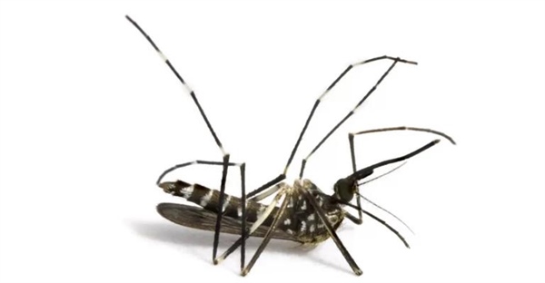 روش های مؤثر برای کشتن پشه ها