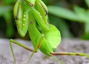 حقایق جالب درباره آخوندک: ۱۰ ویژگی شگفت انگیز این حشره اسرارآمیز