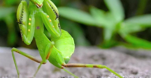 حقایق جالب درباره آخوندک: ۱۰ ویژگی شگفت انگیز این حشره اسرارآمیز