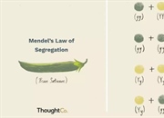 اصول وراثت و قانون تفکیک مندل: بررسی الگوی وراثت و مثال ها
