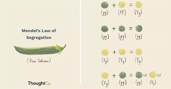 اصول وراثت و قانون تفکیک مندل: بررسی الگوی وراثت و مثال ها