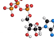 فسفریلاسیون: اهمیت و انواع آن در بیوشیمی و زیست شناسی مولکولی
