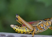 حقایق جالب در مورد جیرجیرک ها: ۱۰ نکته شگفت انگیز درباره این حشرات تابستانی