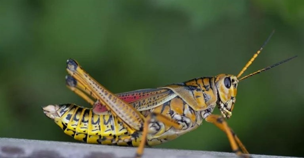 حقایق جالب در مورد جیرجیرک ها: ۱۰ نکته شگفت انگیز درباره این حشرات تابستانی