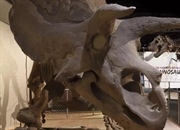 معرفی دایناسورهای سراتوپسیان: از آکیلوپس تا پنتاسراتوپس