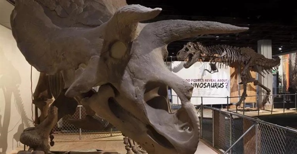 معرفی دایناسورهای سراتوپسیان: از آکیلوپس تا پنتاسراتوپس