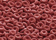 عملکرد و ساختار گلبول های قرمز و اختلالات آن ها