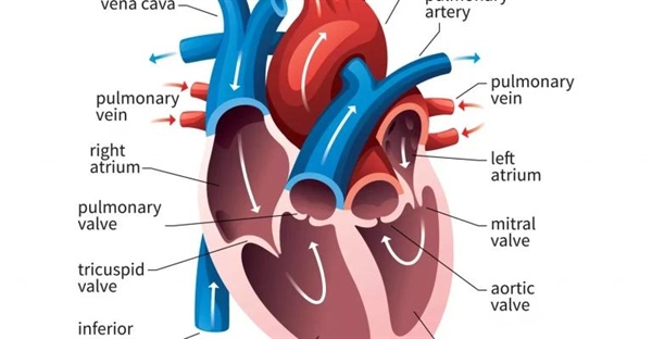 تکامل قلب انسان و سایر موجودات: از بی مهره ها تا پستانداران