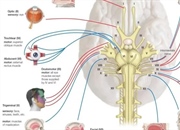 عملکرد و موقعیت اعصاب جمجمه ای: راهنمای مفید برای درک سیستم عصبی بدن