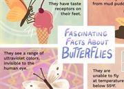 حقایق جالب در مورد پروانه ها: ۱۰ نکته شگفت انگیز درباره این موجودات زیبا