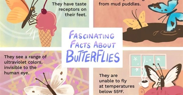 حقایق جالب در مورد پروانه ها: ۱۰ نکته شگفت انگیز درباره این موجودات زیبا