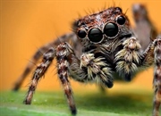 خصوصیات و رفتارهای عنکبوت های پرشی و زندگی آنها