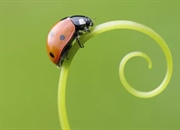 حقایق جالب درباره کفشدوزک ها: ۱۰ نکته شگفت انگیز درباره این موجودات مفید