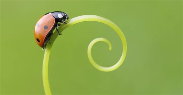 حقایق جالب درباره کفشدوزک ها: ۱۰ نکته شگفت انگیز درباره این موجودات مفید