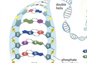 ساختار و عملکرد اسیدهای نوکلئیک (DNA و RNA) در انتقال اطلاعات ژنتیکی