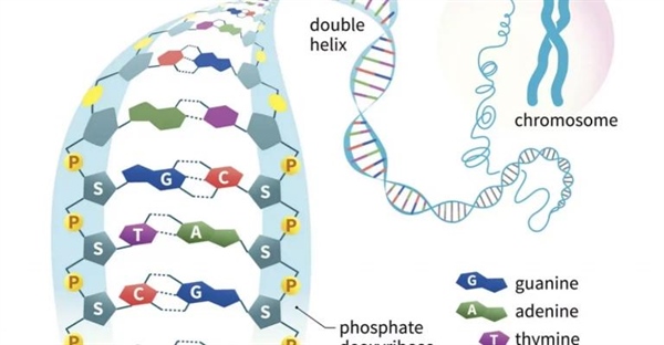 ساختار و عملکرد اسیدهای نوکلئیک (DNA و RNA) در انتقال اطلاعات ژنتیکی