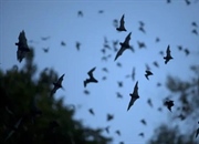 صدای خفاش ها چگونه است؟