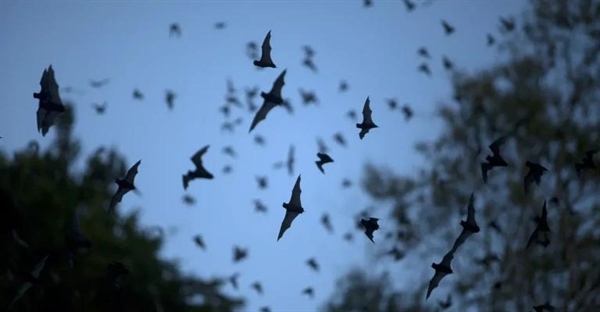 صدای خفاش ها چگونه است؟