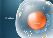 سلول های جانوری: ساختار، عملکرد و انواع در زیست شناسی