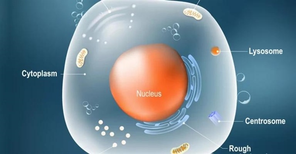 سلول های جانوری: ساختار، عملکرد و انواع در زیست شناسی