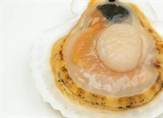 صدف ها: آشنایی با ویژگی ها و زیستگاه این موجودات دریایی