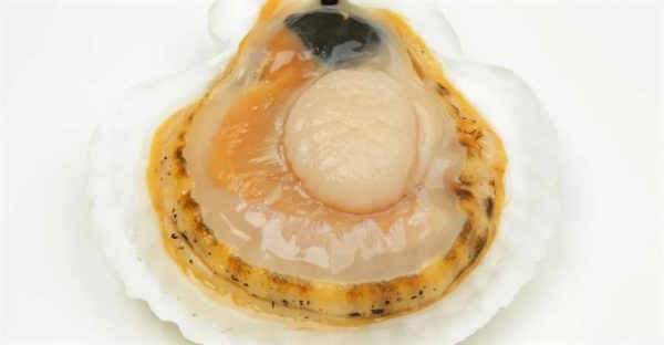 صدف ها: آشنایی با ویژگی ها و زیستگاه این موجودات دریایی