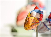 آناتومی و ساختار قلب: آشنایی با عملکرد و سیستم گردش خون