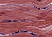 انواع بافت های همبند و نقش آن ها در بدن انسان