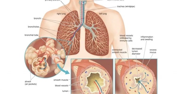 انواع تنفس: تنفس خارجی، داخلی و سلولی در موجودات زنده