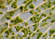 ساختار و عملکرد دیواره سلولی در گیاهان و باکتری ها