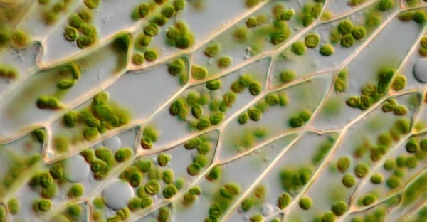 ساختار و عملکرد دیواره سلولی در گیاهان و باکتری ها