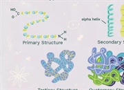 انواع ساختار پروتئین: شناخت و اهمیت آن ها